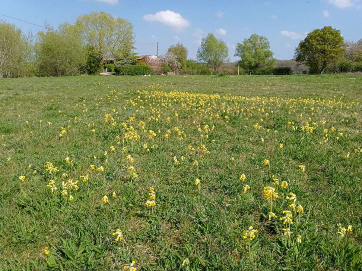 landscape shot of the Common with many cowslips in flower